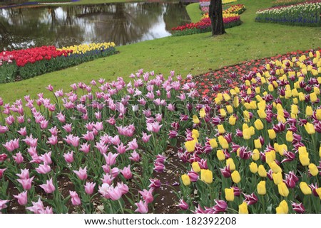 Tulips in Showa Memorial Park, Tokyo