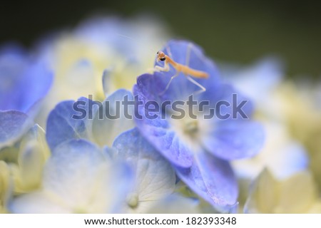 Young praying mantis on blue hydrangea flower