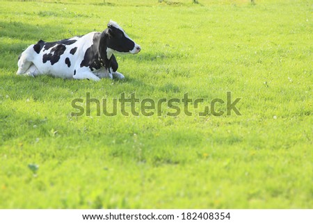 Cows and grazing land