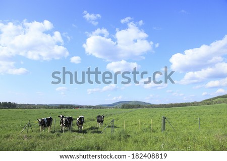 Cows and grazing land