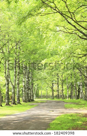 An image of Tree-lined street