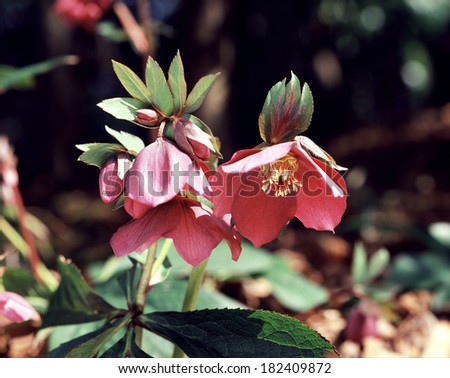 Christmas Rose Red Power