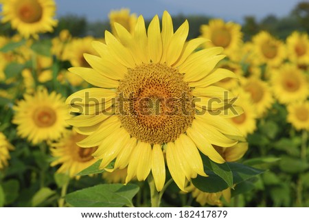 An image of a sunflower