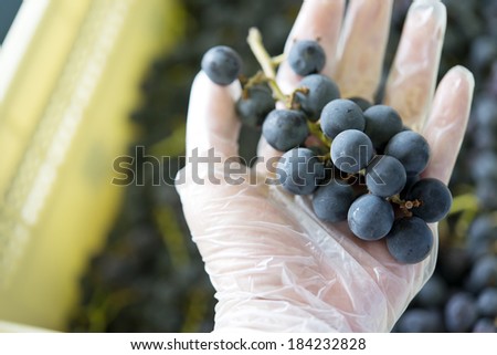 Worker holding a bunch of grapes in hand, used for making wine