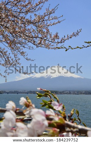 Fuji mountain with cherry blossom
