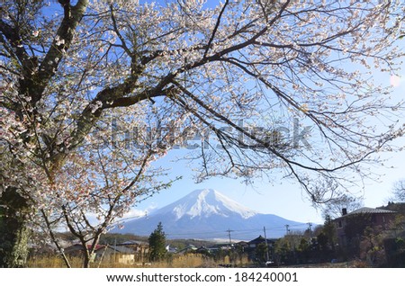 Cherry blossoms and Mount Fuji