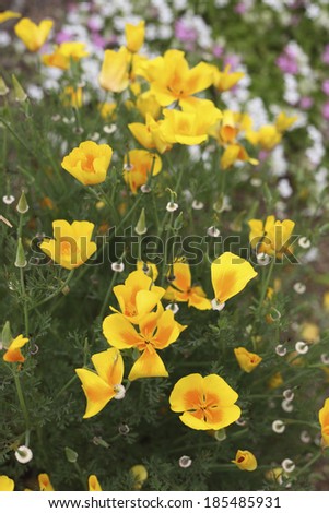 Yellow poppy flowers in an Asian garden