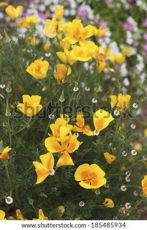 Asian garden with yellow poppy flowers