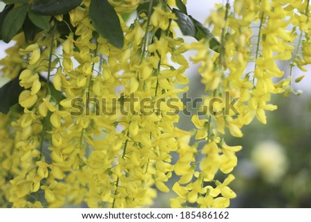 Fuji yellow flowers dangling from branch