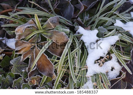 Frozen plants