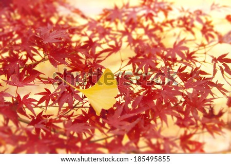 Ginkgo leaf on top of a pile of red maple leaves