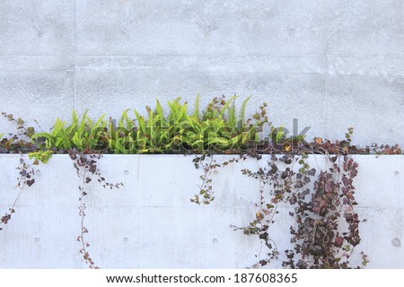 Plant crawling on concrete wall