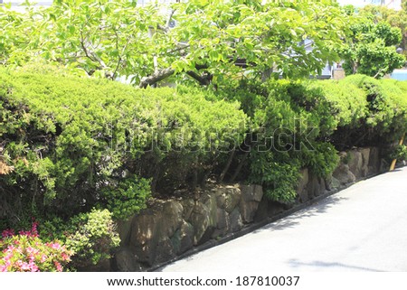 Hedge of green evergreen bushes lining public road in Japan