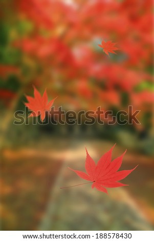 Autumn leaves falling