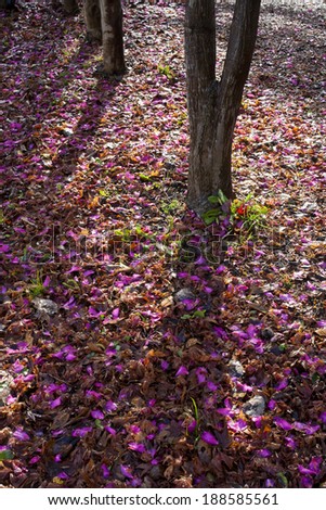 Flower petals falling from trees into piles of leaves