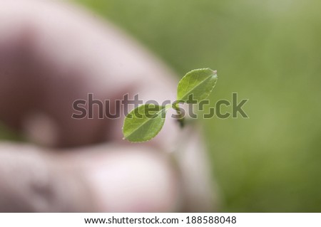 Hand holding small plant sprout
