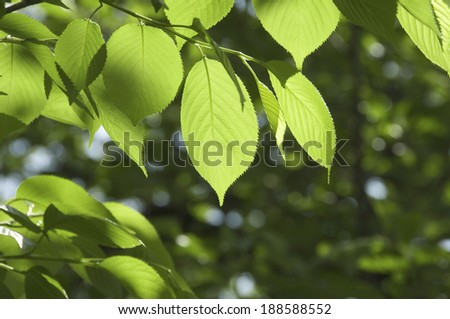 Green leaves hanging from tree back lit