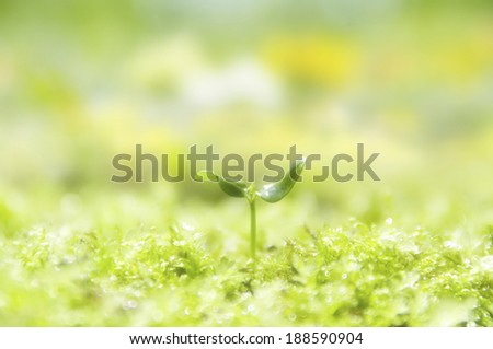 Close up of green plant sprout growing out of moss