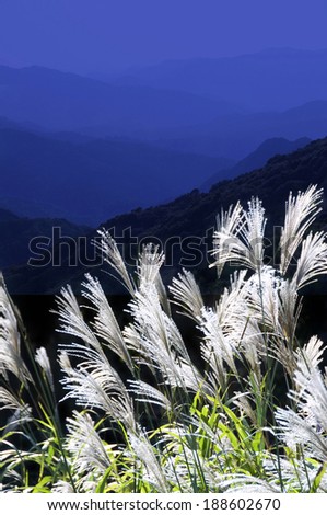 Japanese silver grass