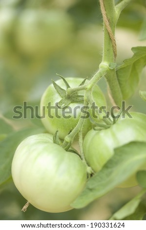 An image of Tomato field