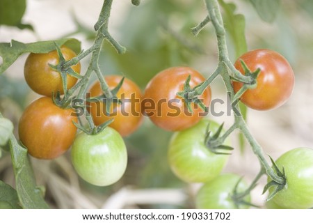 An image of Tomato field