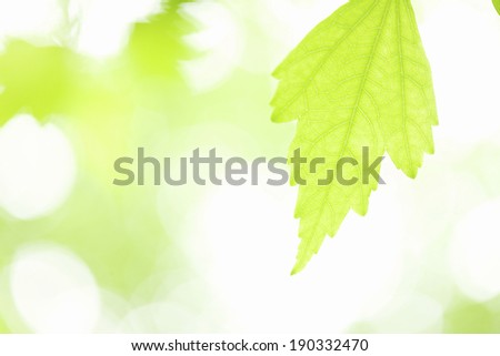 Leaves of rose of Sharon