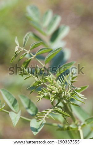An image of Spain herb licorice