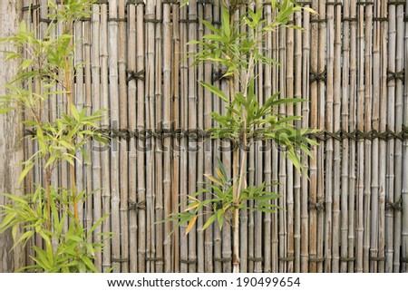 Green bamboo and bamboo fence