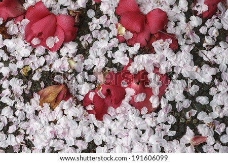 Cherry blossom petals and camellia