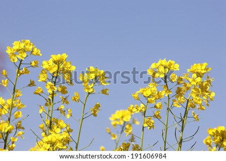 An image of Flowers and sky