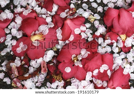 Cherry blossom petals fall and camellia