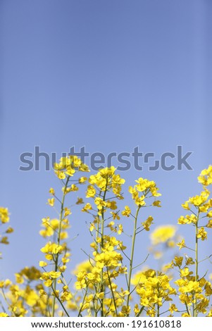 An image of Flowers and sky