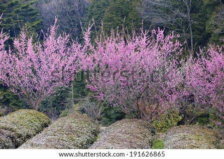 Plum trees of plum and tea plantation