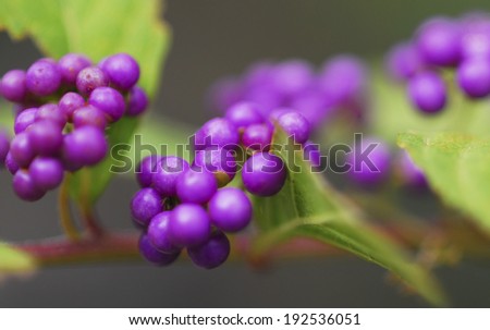 An image of Deep purple ( small purple)