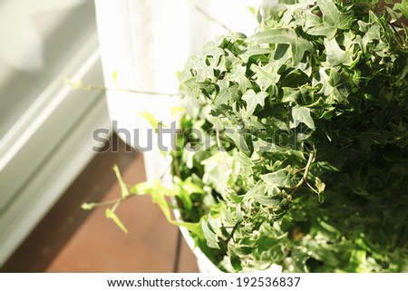 An image of Foliage plant in the living room