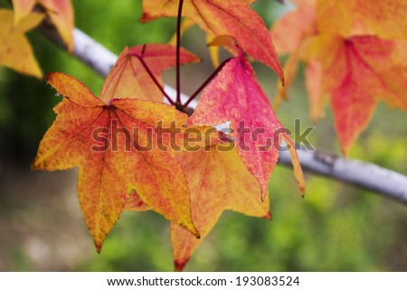 An image of Autumn leaves of street trees