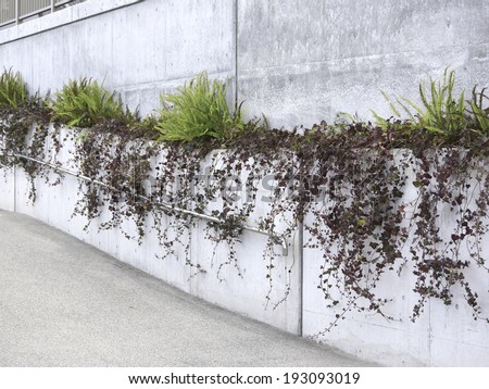 An image of Planting of concrete fence of public facilities