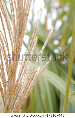 An image of Japanese silver grass