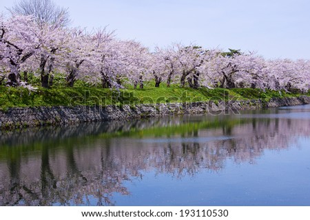 Surface of a lake and row of cherry blossom trees