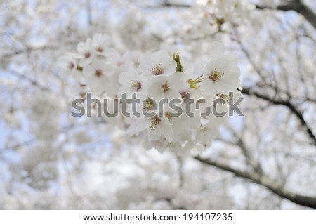 An image of Cherry blossom petals
