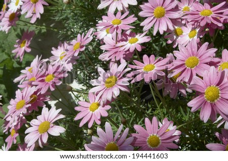 Flowers of Margaret of pink