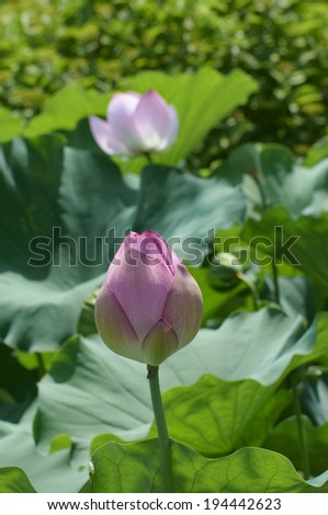 Flowers were blooming in the back of the bud of the lotus