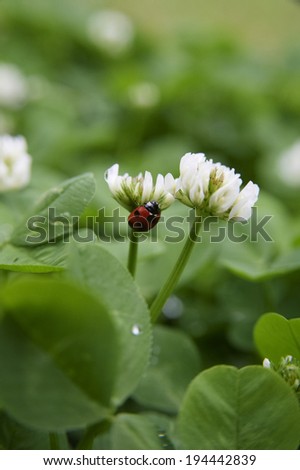 Seven Star ladybird Sucking nectar of white clover