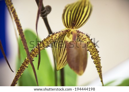 Orchid of vertical stripes of black and yellow has a long beard distinctive