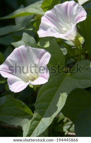 Morning glory flower pattern of white and pale pink star
