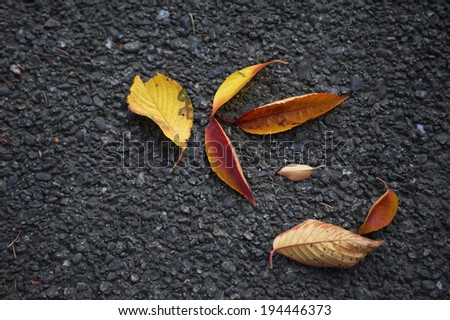 Leaves of cherry colored that has fallen on the road