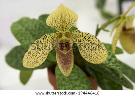 Spots was based on yellow Paphiopedilum orchid Features