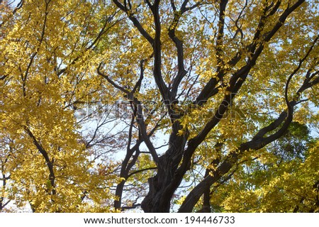 Deciduous broad-leaved trees with yellow leaves and yellow people