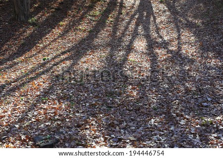 Sun of winter run on top of the fallen leaves the shadow of trees