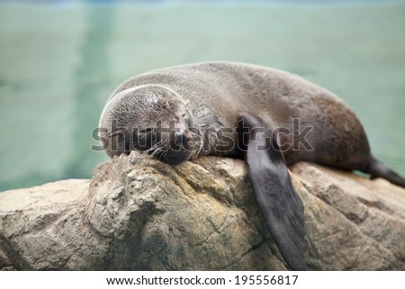 South American fur seals during day off
